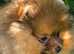 *Beautiful pedegre pomeranian pup*