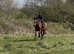 16.2/3H - 10Yo - Bay - Belgium Draught X - Mare - Confidence Giver