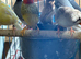 Kakarikis finches gouldians alexanderine others