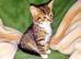 Kitten