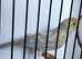1 yellow saternet