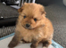 Puppies