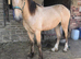 Buckskin Reg Welsh D