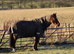 TB Project or Field Companion (Gelding) 15.3hh