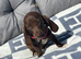 Dapple dachshund