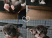 CHAMPION LINE xxl cubs