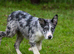 Blue merle Isds collie.