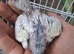 Baby budgies