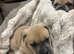 six beautiful Cain Corso puppies for sale