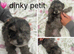 READY NOW doxiepoo pups 1x Girl 2x males