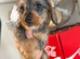 Miniature dachshund wire long