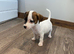 Jack Russell girl puppys really for there new homes