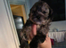 Beautiful shihpoo puppies looking for there forever homes