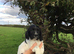 Beautiful Springer Spaniel pups for sale