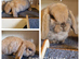 Mini lop kits available to reserve