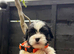 Lhasa apso puppies for sale