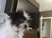 Toy poodle 3/4 puppies