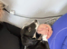 Mochi - 7 Month Old Collie/Cocker Mix Girl