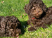 Gorgeous KC REG chocolate toy poodle pups