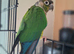 Conure for sale