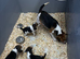 Beagle pups