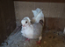 Fancy pigeons for sale