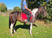 15.3hh 6 year old gelding