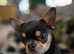 Chihuahua CH sired blue short haired proven