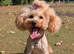 !Toy poodle puppies! HEALTH TESTED PARENTS