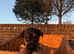 wen lock puppies