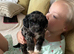 Shihpoo puppies