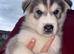 Siberian husky/Malamute puppies