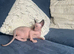 *REDUCED*Canadian Sphynx kitten