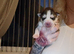 Exceptional siberian husky puppies