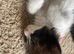 Beautiful kittens