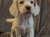 Half Show Half Working Cocker Spaniel Puppies