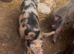 1 year old gilt kune kune