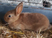 Netherland dwarf cross mini rex rabbits