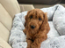 Cockapoo boy puppy
