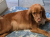 Cocker spaniel