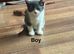 5 kittens ready for new homes.