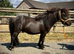 Super Cute SPSBS Shetland Colt