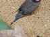 Rare black face blackwing violet budgie for sale