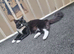 British longhair x maincoone