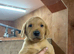 Labrador pups