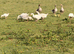 Geese for sale