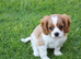 PLAYFUL CAVALIER X PUG PUPPIES FOR SALE