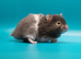 Long Haired Male Syrian Hamsters