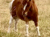 Shetland Mini Filly Foal