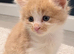 Kittens